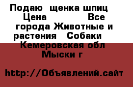 Подаю. щенка шпиц  › Цена ­ 27 000 - Все города Животные и растения » Собаки   . Кемеровская обл.,Мыски г.